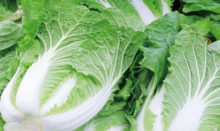 白菜过冬方法 大白菜怎样过冬