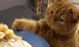 猫咪鱼酱怎么做 猫酱的做法