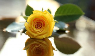 各种颜色的玫瑰各代表什么意思（各个颜色的玫瑰代表什么意思）