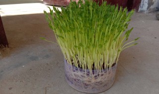 水培豌豆苗种植方法 水培豌豆苗种植方法和技术