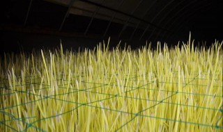 蒜黄的无土种植方法（无土蒜黄怎么种植）