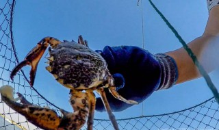 怎样钓螃蟹 怎样钓螃蟹用什么饵