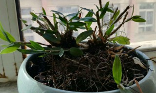 阳台姜的种植方法（阳台盆栽姜种植方法?）