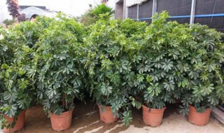 摇钱树的正确种植方法和注意事项（摇钱树移栽注意事项）