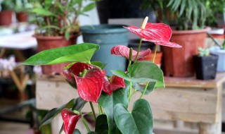 红掌浇水方法 红掌怎样浇水才好,浇多少