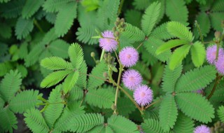 含羞草种植方法 含羞草种植方法全过程