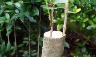 桂花插扦方法（桂花插扦方法用什土质）