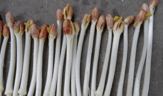 花生芽的种植方法 花生芽的种植方法视频