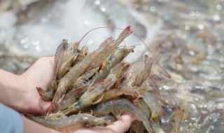 干虾怎么晒干（干虾怎么晒干好吃）