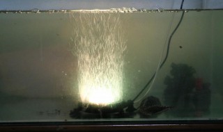 鱼缸有气泡怎么解决 鱼缸有气泡怎么解决妙招