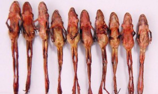 干林蛙怎么吃（干林蛙怎样吃）