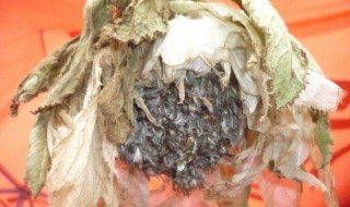 干雪莲怎么储存 雪莲怎么保存?雪莲的保存方法