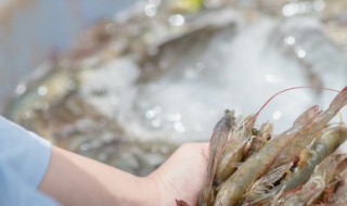 活虾怎么储存 活虾怎么储存新鲜