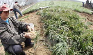 绿化麦冬栽植技巧（绿化麦冬栽植技巧图解）