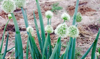 海葱的食用方法（海葱的食用方法及用量）