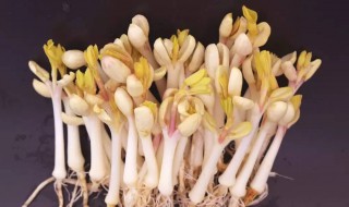 花生豆芽的培育方法 花生豆芽的培育方法和技术