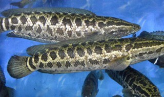 黑鱼养殖方法（黑鱼养殖方法及条件介绍）