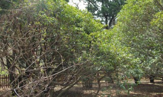 桂花栽培方法 桂花的栽培方法