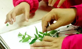 花标本怎么做 花朵标本怎么做