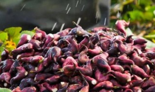 菱角怎么储存 新鲜菱角怎么储存