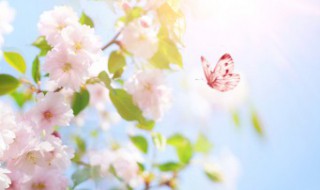 写景句子摘抄（写景句子摘抄加赏析）