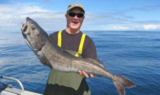 描写鱼的数量多和外形的句子（描写鱼儿数量外形的句子）