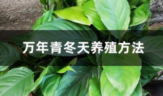 万年青树冬季养殖方法（万年青树冬季养殖方法和技术）