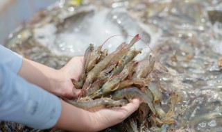 宝宝吃虾怎么做好吃 宝宝吃虾怎么做好吃水煮虾需要多长时间