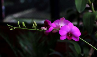 蝴蝶兰的种植方法（蝴蝶兰的种植方法和兰草一样吗）