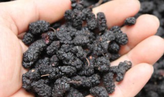 干桑葚泡酒的方法 干桑葚泡酒的方法和功效