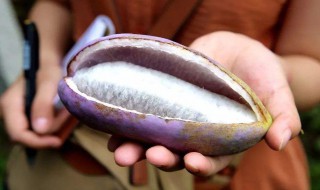 八月瓜最好的种植方法 八月瓜最好的种植方法视频