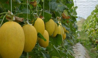 哈密瓜的种植方法（哈密瓜的种植方法和管理）