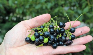 香樟籽的育苗方法(香樟树苗育苗几种方法)