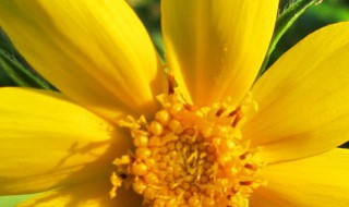 金菊源是什么 金菊源的图片