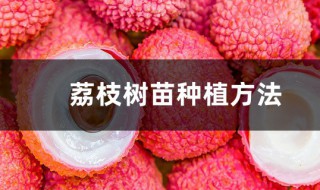 如何种植荔枝树 如何种植荔枝树盆景