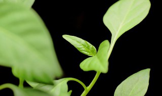 为什么植物绝大多数都是绿色的 为什么植物绝大多数都是绿色的叶子