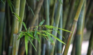 竹子代表什么人的精神品质 路灯代表什么人的精神品质