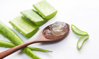 夏季芦荟怎么保鲜(芦荟怎样保鲜)
