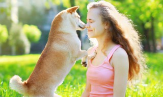 狗狗召回最佳方法 狗狗召回最佳方法图片