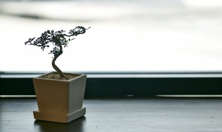 无性繁殖植物扦插常用方法 无性繁殖植物扦插常用方法有哪些