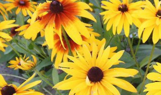 黑心菊种植方法 黑心菊的种植方法