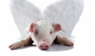 简述仔猪补铁的时间和方法 简述仔猪补铁的时间和方法和过程