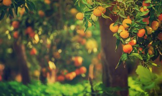 快速去橘子皮方法 快速去橘子皮方法小妙招