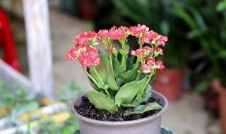 冬天室内植物养殖方法和注意事项 冬天室内植物怎么养