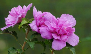 在室内木槿花养殖方法（木槿花的养殖方法）