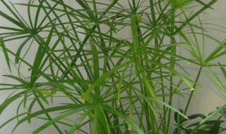 水竹叶子发白怎么解决 水竹叶子发白怎么解决方法