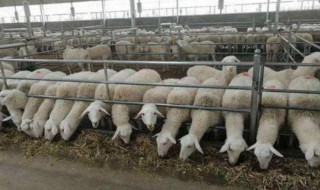 怎么解决养羊饲料（羊可以饲料喂养吗）