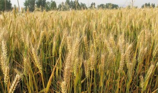 种植冬小麦的步骤（种植冬小麦的步骤是什么）