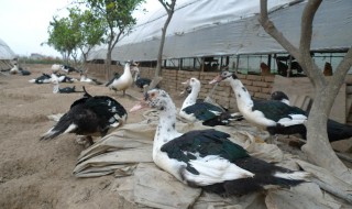 家禽鸭养殖技巧（肉鸭养殖技术要点）