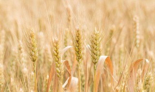 小麦施肥的几个技巧 小麦施肥的几个技巧视频